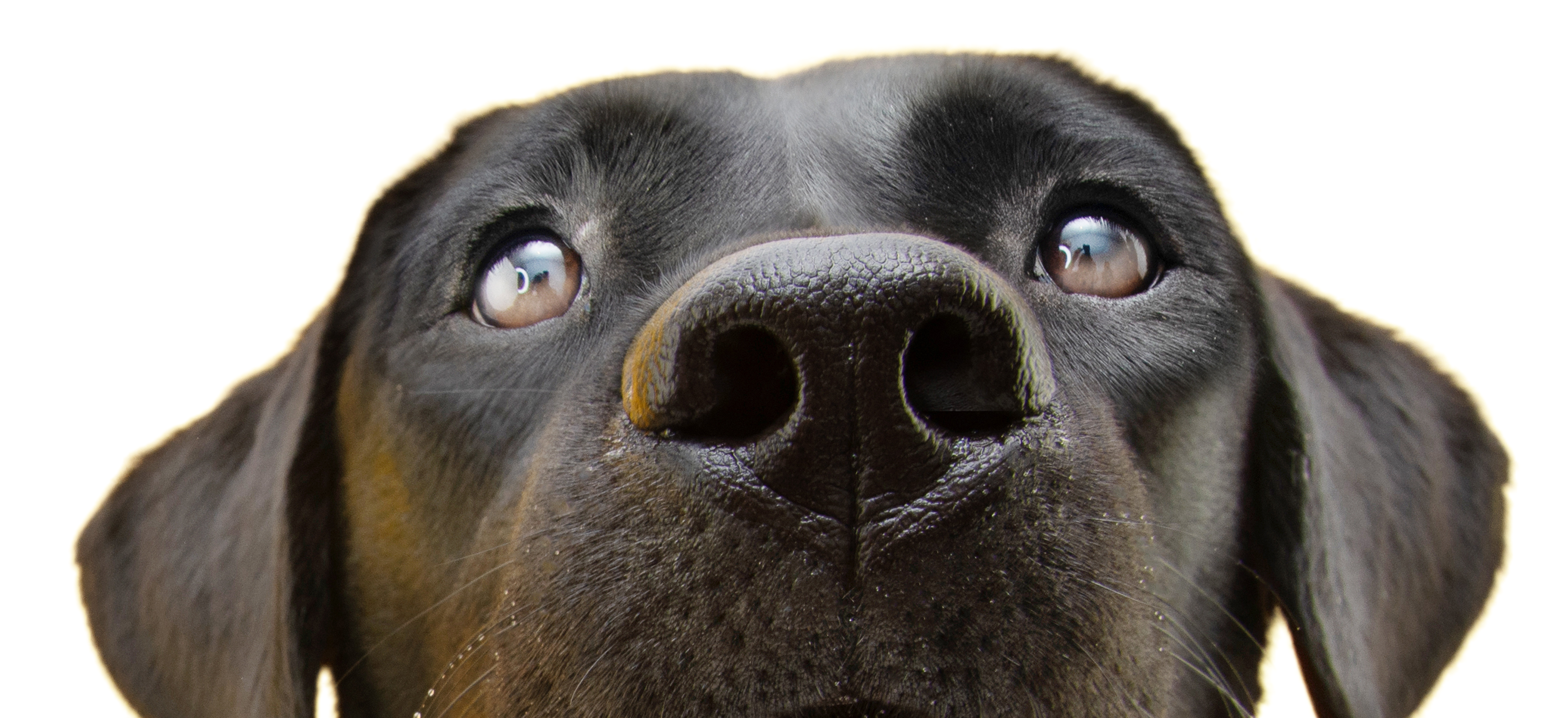 dog face